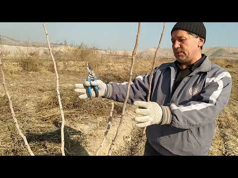 Видео: Уч ёшли писта кучати парвариши. Уход за трёхлетней фисташкой. Care for a three-year-old pistachio.