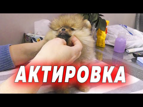 Видео: Щенкам шпица 58 дней. Актировка щенка. На что смотрит специалист. Брак, окрас, документы, стандарт
