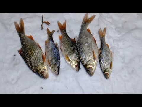 Видео: Рефтинское водохранилище. Залив Чайка  . Первый лёд , 17 ноября 2021