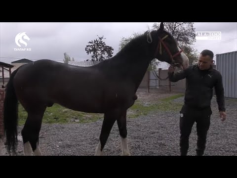 Видео: 100000 ДОЛЛАРГА САТЫЛБАГАН АТАКТУУ "АХИЛЛЕС" / Тулпар KG