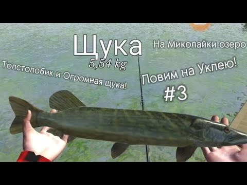 Видео: снова ловим на Уклею! (поймал крупных) #3