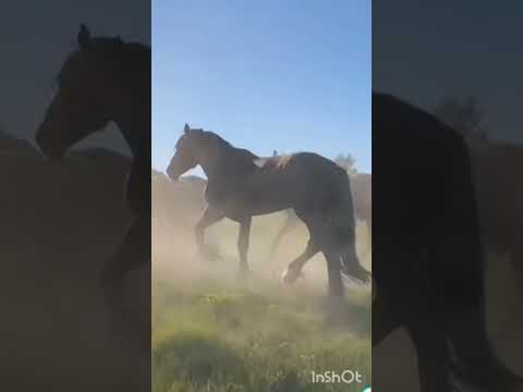 Видео: хэерле кичлэр бн дусларым,якыннарым!