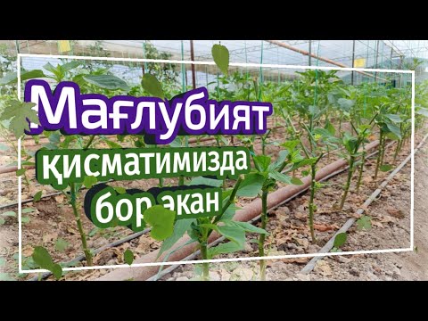 Видео: Мағлубият қисматимизда бор экан
