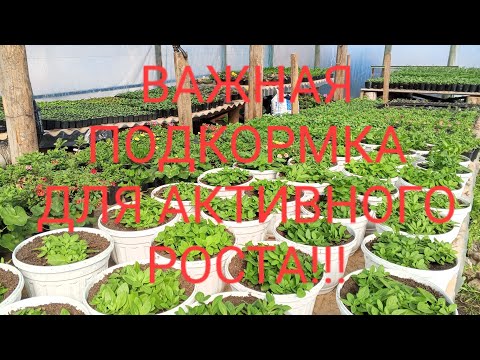 Видео: ОБЗОР ТЕПЛИЦЫ С РАСТЕНИЯМИ И ОЧЕНЬ ВАЖНАЯ ПОДКОРМКА!!!