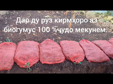 Видео: Дар ду руз Кирмҳоро аз Биогумус Ҷудо мекунем.. 