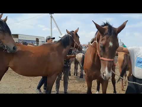 Видео: Тай құнандардың бағасы, Алматы, Ұзынағаш мал базары. 06 08 23