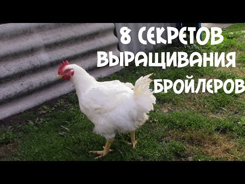 Видео: 8 СЕКРЕТОВ ВЫРАЩИВАНИЯ КРУПНОГО ЗДОРОВОГО БРОЙЛЕРА