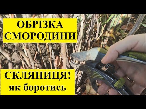 Видео: ОБРІЗАЄМ  СМОРОДИНУ  ВОСЕНИ.  ЧИ  МОЖНА  ВРЯТУВАТИ  СМОРОДИНУ  ВІД СКЛЯНИЦІ