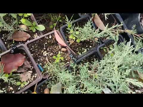 Видео: Готовлю растения зимовать. #сад#дача#растения#gardens#plants