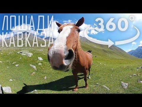 Видео: ЛОШАДИ КАВКАЗА | 360 [4K]