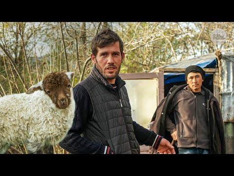 Видео: Ягнята и их матери (пастух в деревне) | Документальный ▫️4K▫️