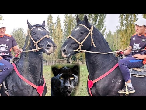 Видео: Черный Тигр Доолотто✊️