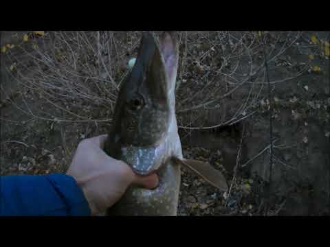 Видео: Джиг на Урале с берега.