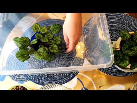 Видео: Способ 2. Как оставить растения на время отъезда. Бокс