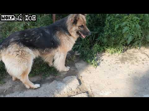 Видео: Если у тебя больше одной собаки эти советы помогут достичь мира в доме.
