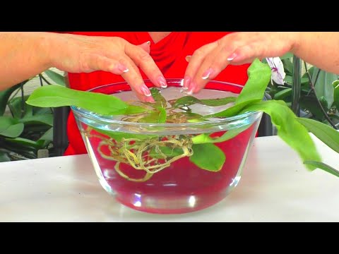Видео: Салат из листьев орхидеи...  Реанимация!  Часть 2.  ПРОДОЛЖЕНИЕ!