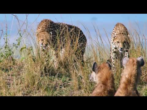 Видео: Африка: в логове гепардов