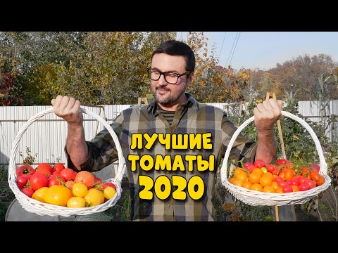 Видео: Эти томаты собираю до сих пор! Лучшие сорта и гибриды помидор сезона 2020