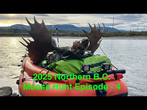 Видео: Охота на лося в Британской Колумбии в 2025 году