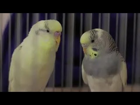 Видео: Веселое пение волнистых попугаев.