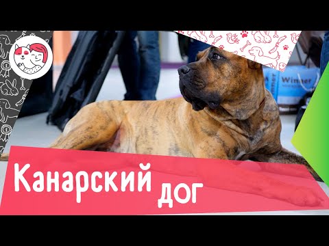 Видео: 6 особенностей ухода за канарским догом