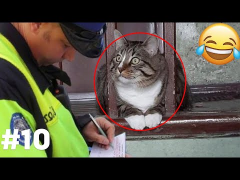 Видео: СМЕХ ДО СЛЕЗ😂 САМЫЕ СМЕШНЫЕ КОШКИ И СОБАКИ 😹🐶 #10