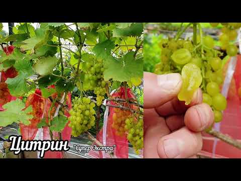 Видео: Виноград Цитрин (Супер Экстра)
