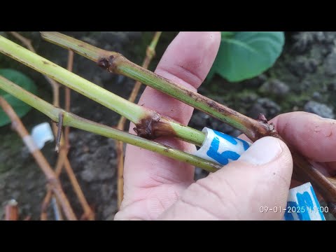 Видео: Результат хранения виноградной лозы и черенков