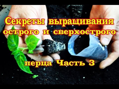 Видео: Секреты выращивания острого и сверхострого перца  Часть 3