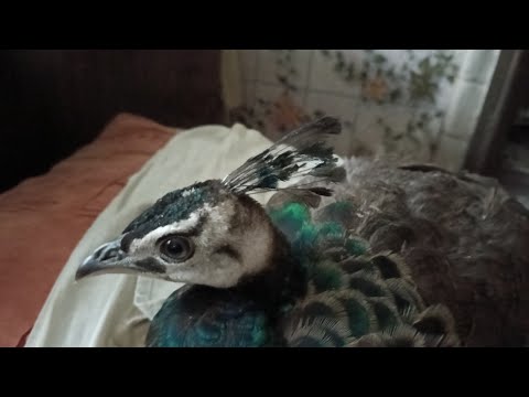 Видео: Моі птахи🦃🪿🐓🦚🐦‍⬛