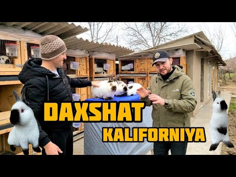 Видео: ANA SIZGA KALIFORNIA QUYONLARINI ZO'RI TEL +998998230103 #quyon #кролик