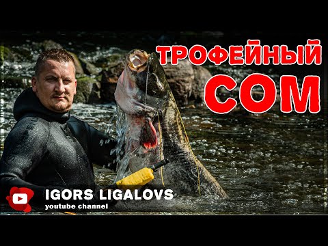 Видео: Трофейный сом был взят ночью на подводной охоте и дал серьезный бой
