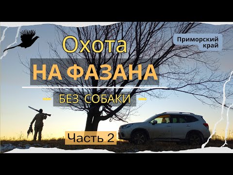 Видео: Охота на фазана без собаки. 2024 часть 2 (Pheasant hunting without a dog. 2024 part 2)
