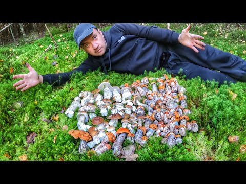 Видео: ЭТО МАКСИМАЛЬНЫЙ УЛЕТ! В ЭТОМ ГУСТОМ ЕЛЬНИКЕ ОЧЕНЬ МНОГО ГРИБОВ | ВОЛШЕБНАЯ ТИХАЯ ОХОТА 2025