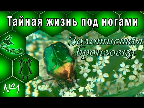 Видео: Тайная жизнь по ногами. Золотистая бронзовка. Cetonia aurata