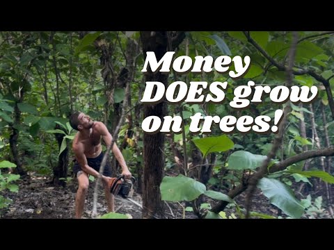 Видео: Вырубка местных деревьев для строительства нашего офиса в джунглях