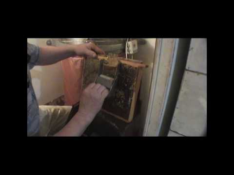 Видео: Сбор верескового меда  Откачка верескового меда Можейко В В Часть 1