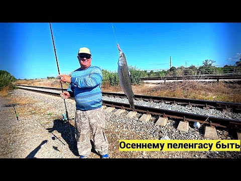 Видео: Пеленгас в порту Темрюка осень 2025