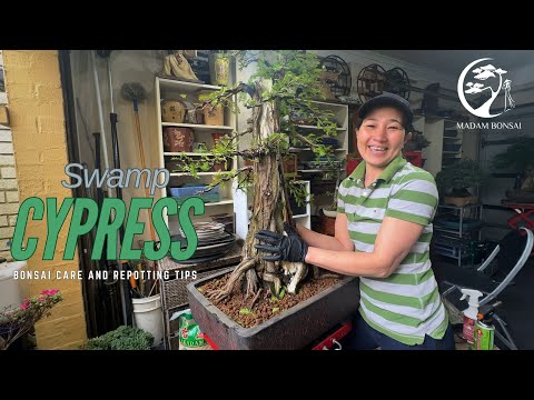 Видео: Советы по уходу и пересадке бонсай из болотного кипариса