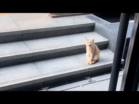 Видео: Я уволилась с работы... и забрала с собой кошачью семью, жившую там.