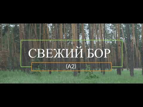 Видео: Основные типы леса