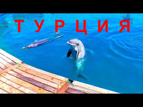 Видео: Турция. Мармарис. Поход в дельфинарий