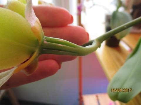 Видео: Мой эксперимент с опылением орхидей