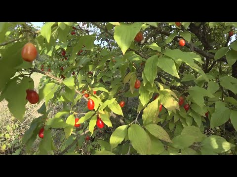 Видео: Прогулка по Печерскому Ботаническому Саду. Созревает Кизил) 20 августа