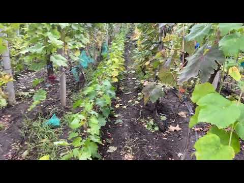 Видео: Накопление азота виноградным кустом на зиму, зачем, как это происходит, и практическое применение