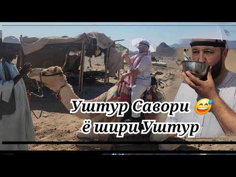 Видео: Уштур савори ё шири Уштур дар Мадина 😅