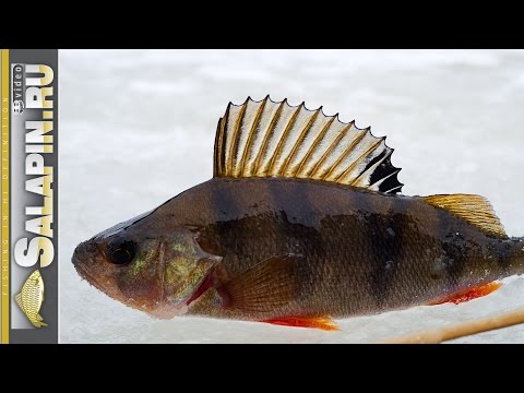 Видео: Первый лед 2016-2017. Рыбалка по окуню на мормышку и блесну [salapinru]