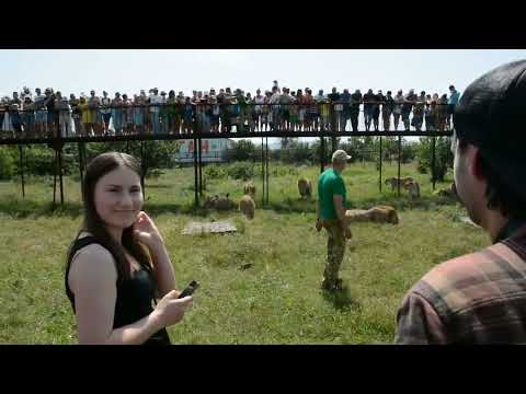 Видео: Супер тур журналистов ко львам! Тайган