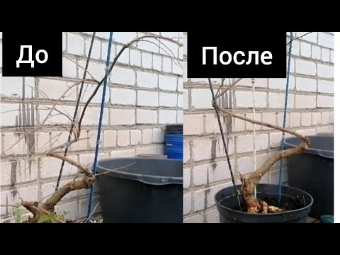 Видео: Bonsai | Бонсай Шелковица плакучая | Делаем формируем спираль | Инструмент для ухода за Бонсай