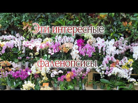 Видео: Орхидеи Фаленопсисовые интересности